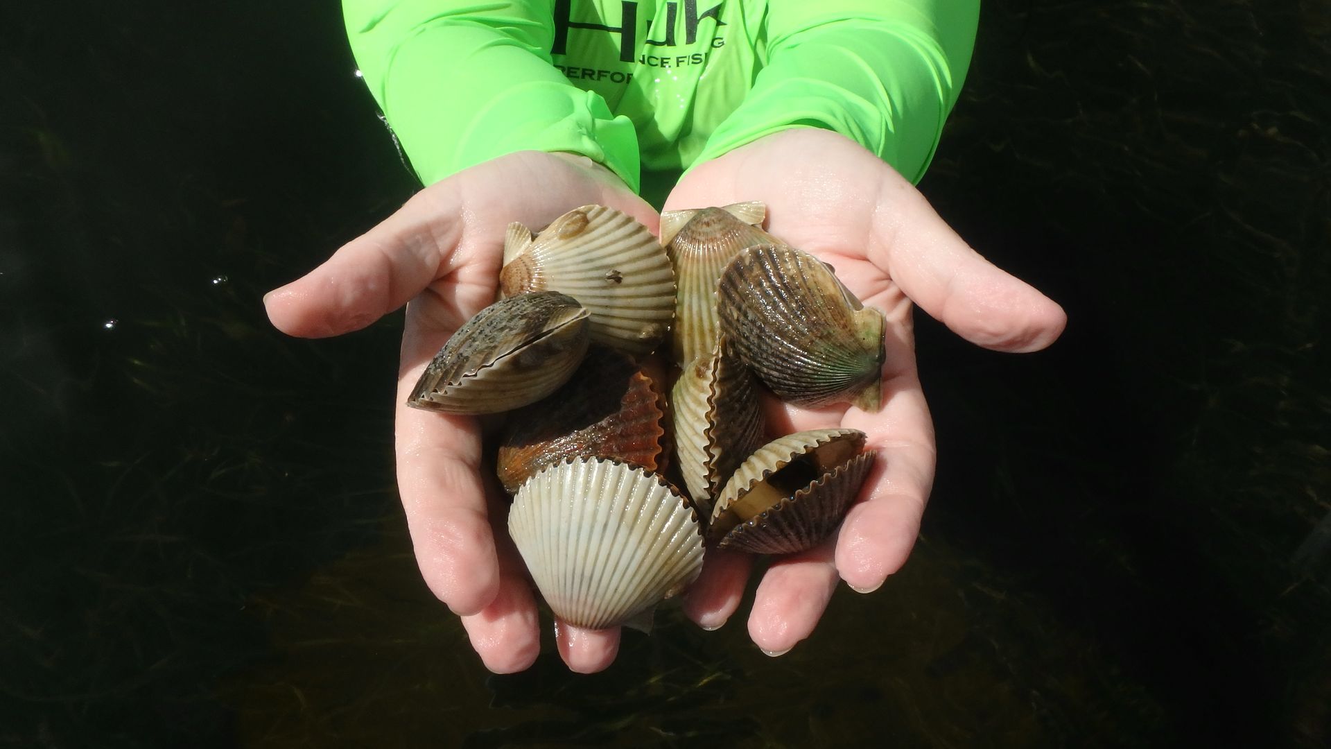 A pair of hands holding about a half dozen closed scallops
