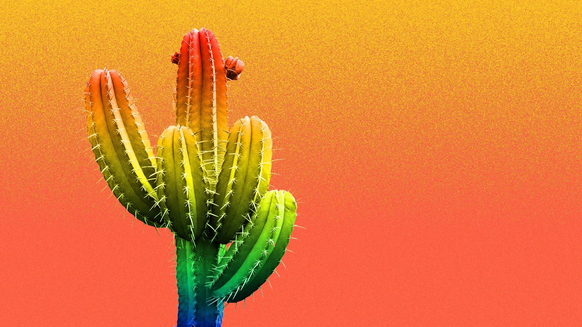 Illustration of a rainbow cactus.