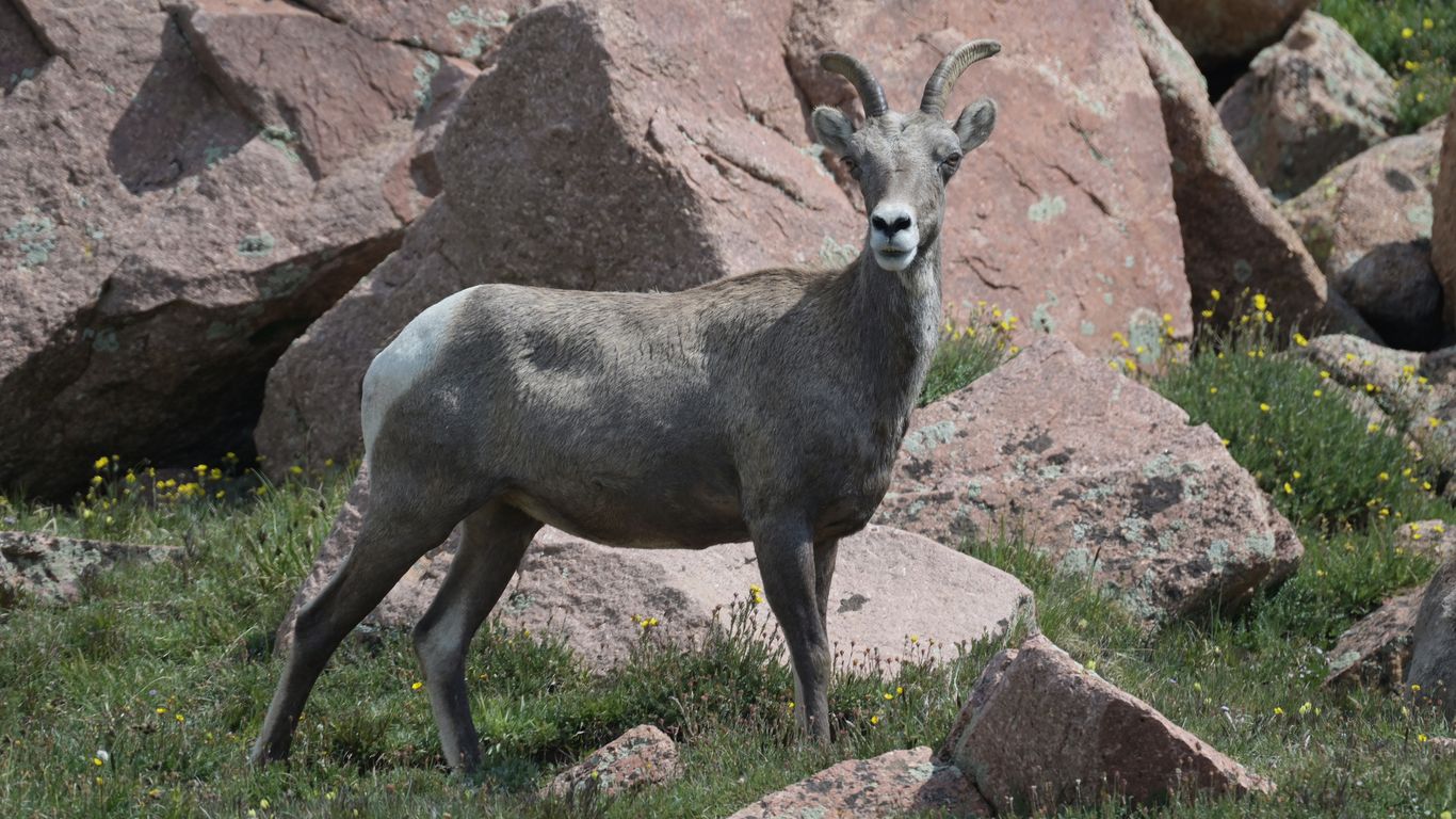What's wrong with Pikes Peak's bighorn sheep