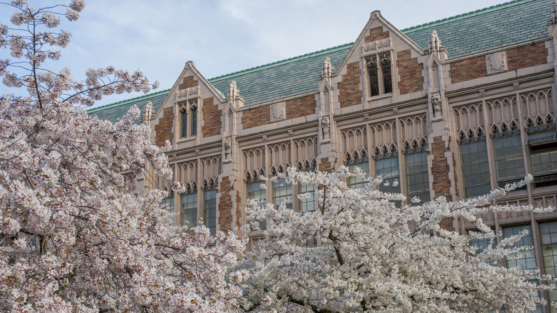 Flowering cherry trees in spring time at the Quad of the University of Washington in Seattle, Washington State, 