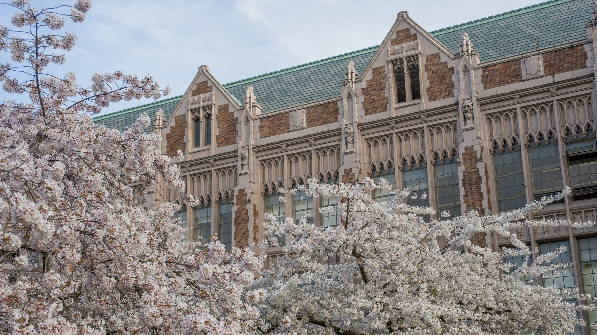 Flowering cherry trees in spring time at the Quad of the University of Washington in Seattle, Washington State,