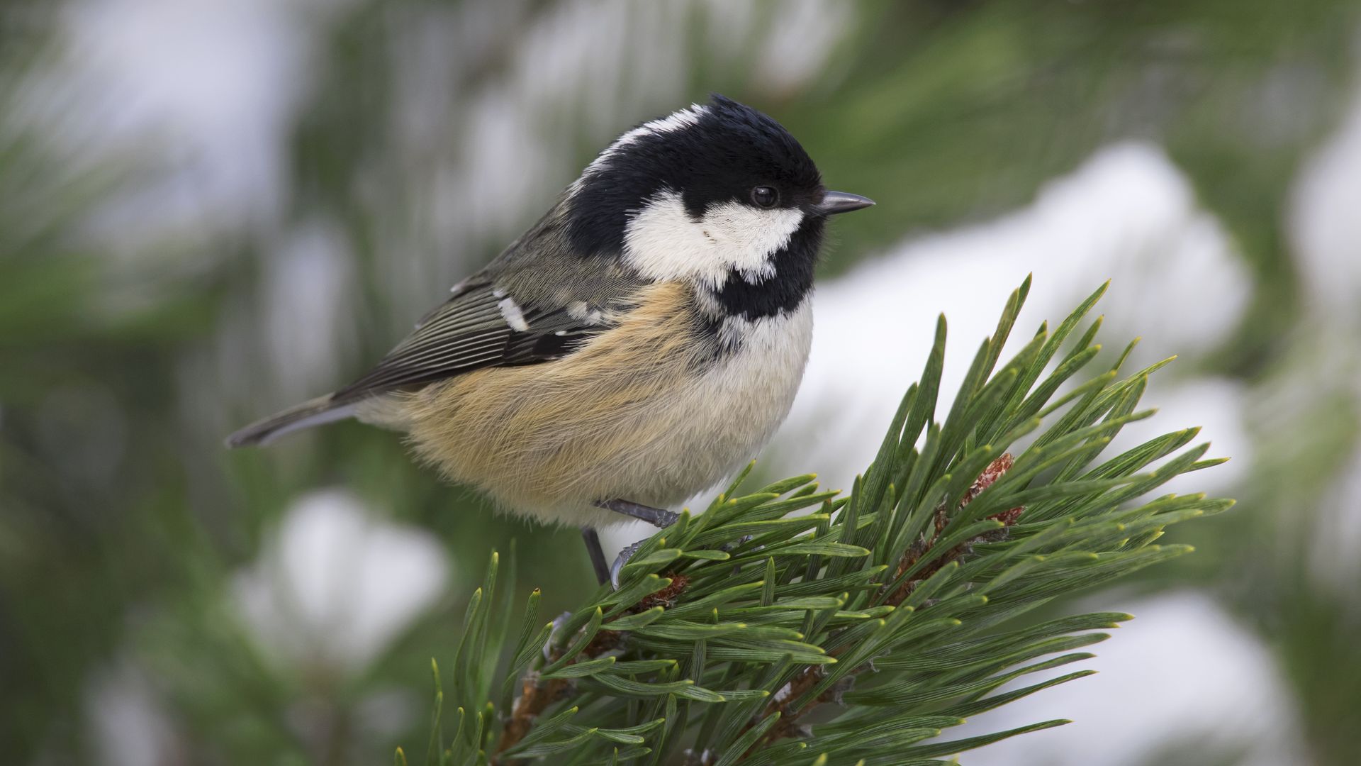 A chickadee perches on a pine tree branch