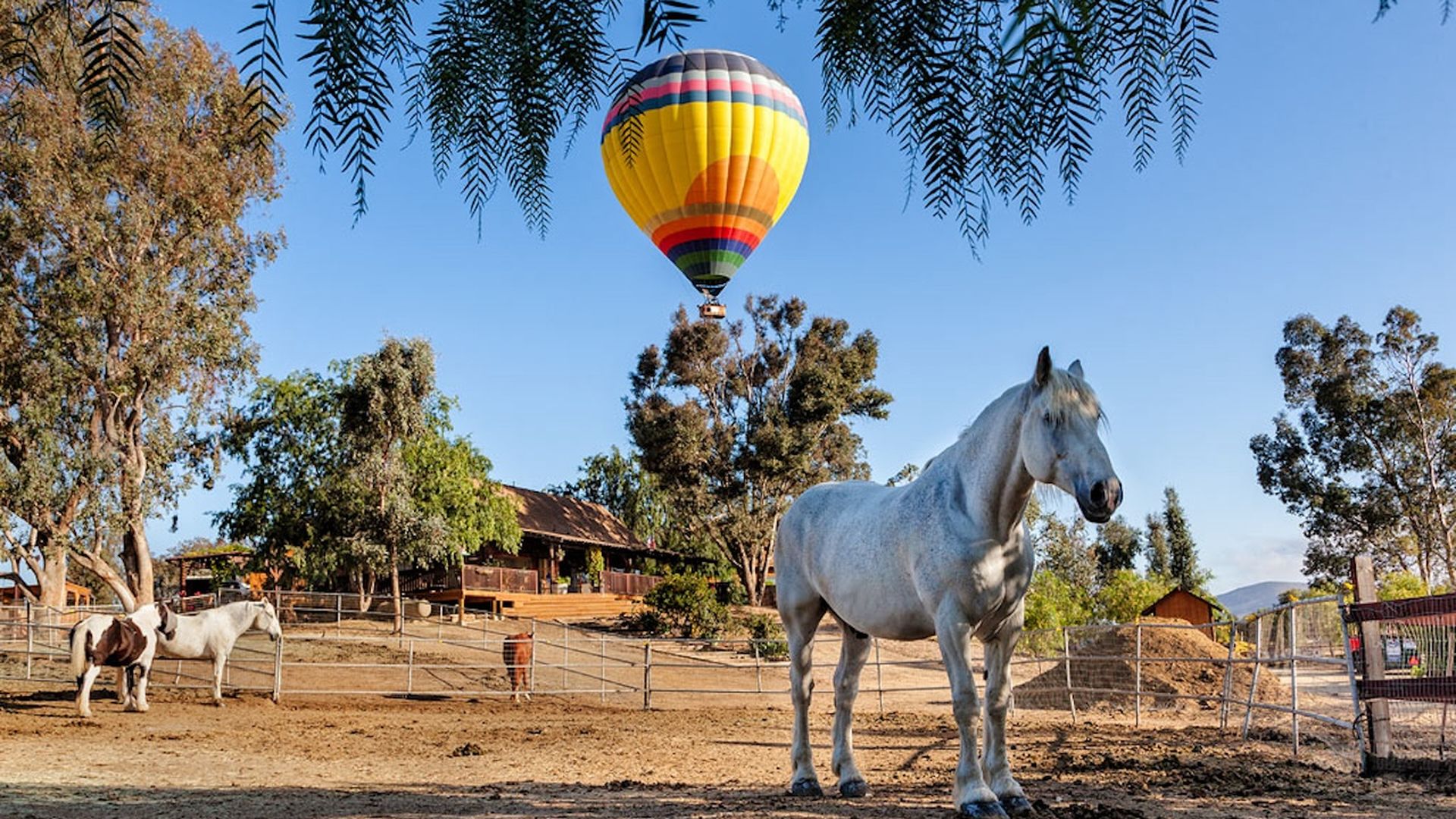 A hot air balloon with a yellow and orange sunrise on it rises above a horse farm with a white horse in the foreground