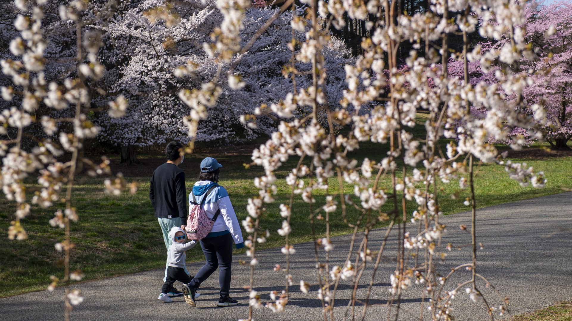 A family walks amid cherry blossoms at the National Arboretum.