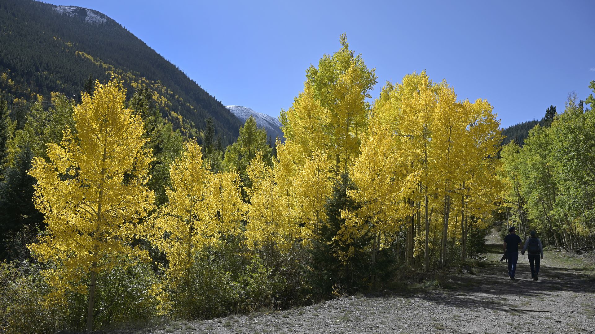 Fall colors in 2025 along Guanella Pass in Georgetown. Photo: Hyoung Chang/The Denver Post via Getty Images