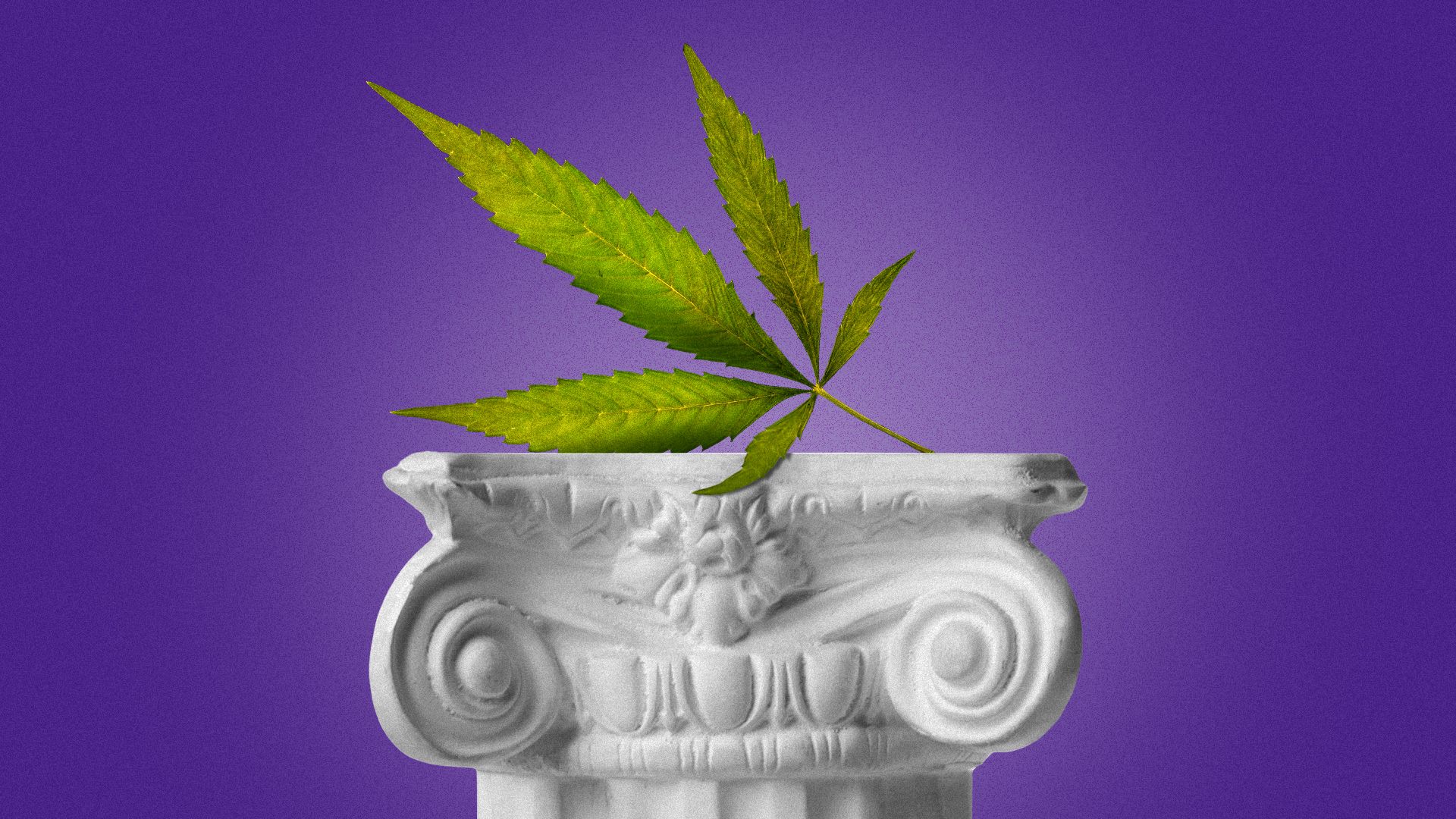 Illustration of a hemp leaf on a column.