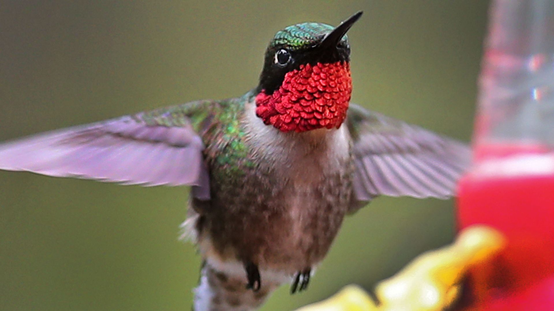  ruby-throated hummingbird hovers near a backyard feeder at a home in Pembroke, MA on May 5, 2019. 