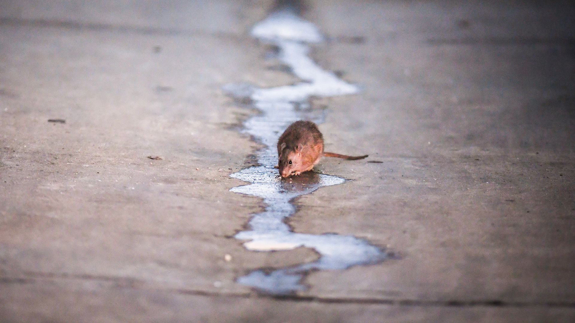 A rat drinks water in a back alley in Park View neighborhood near a construction site in DC (Photo by Salwan Georges/The Washington Post via Getty Images)