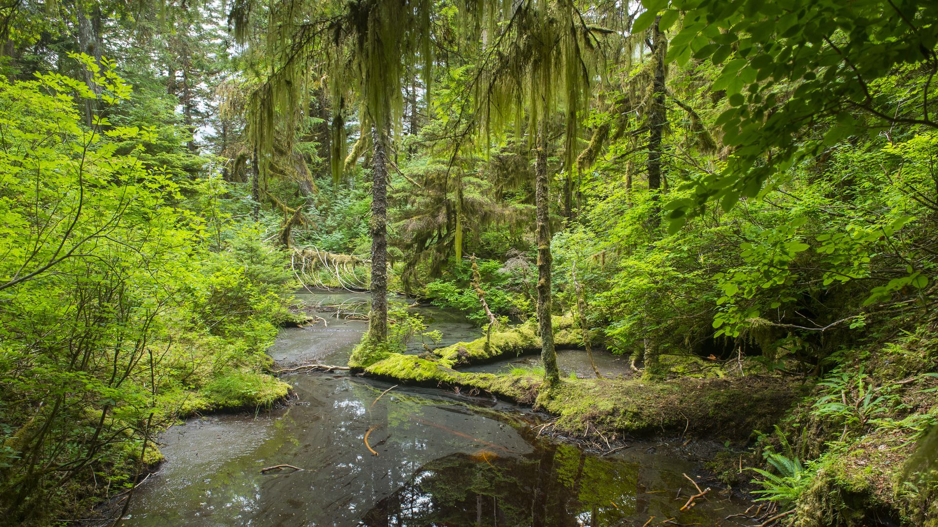 A forest scene at Takatz Bay on Baranof Island, Tongass National Forest, Alaska, USA.