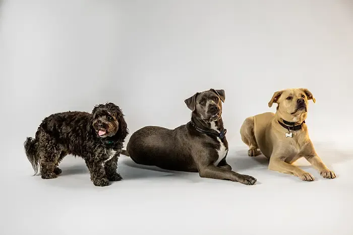 dog-friendly office, Charlotte office, Charlotte dogs, Charlotte puppies, Charlotte pets, Tattoo Projects dog feature, tattoo projects, spark publications, humane society of Charlotte, Tyler 2 construction, Laundry2u