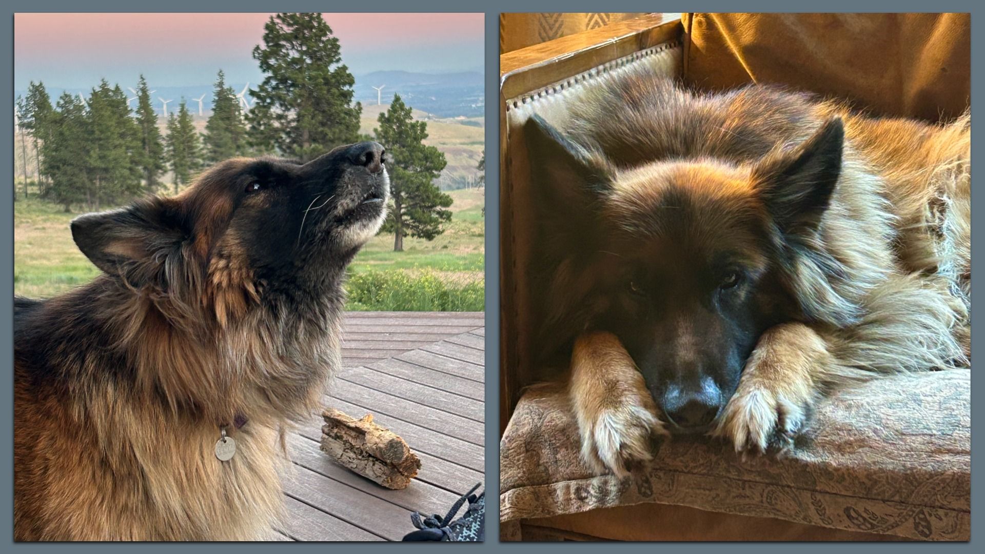 Two pictures of a fluffy shepherd dog, one singing, the other resting. 