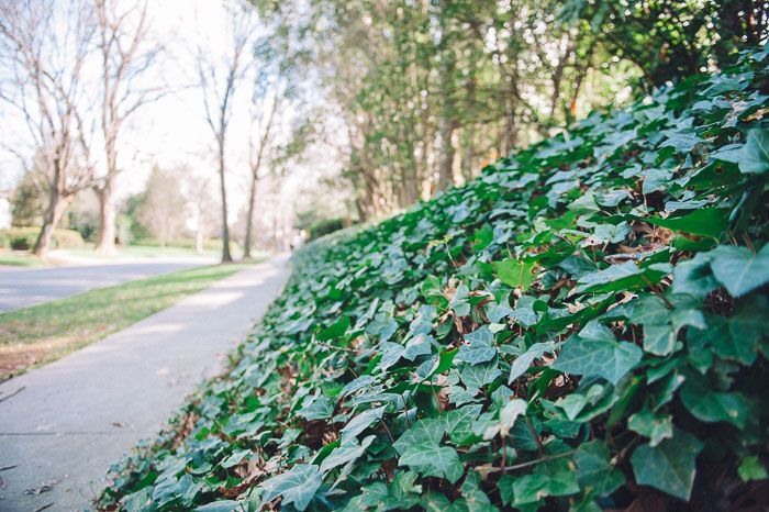 Ivey along sidewalk