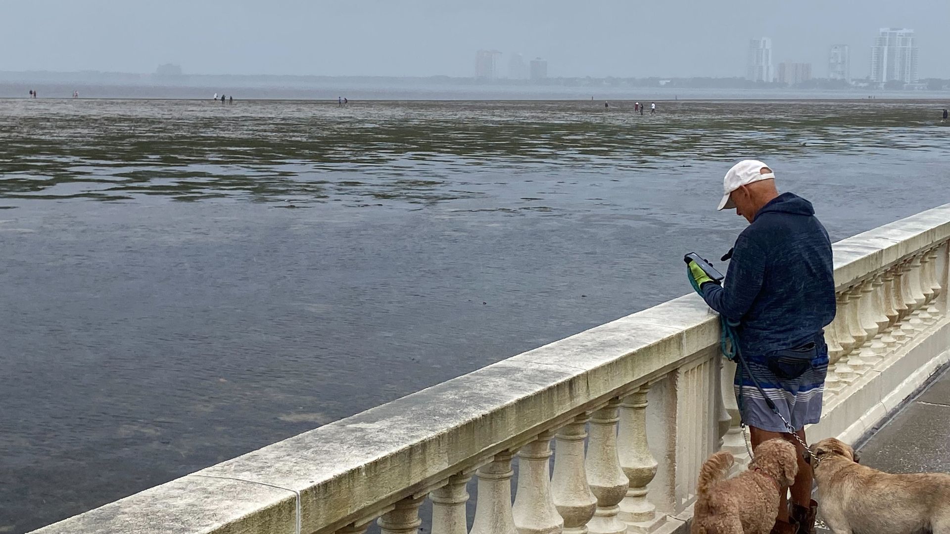 A man stands along Tampa's Bayshore Boulevard watching how the water has retreated.