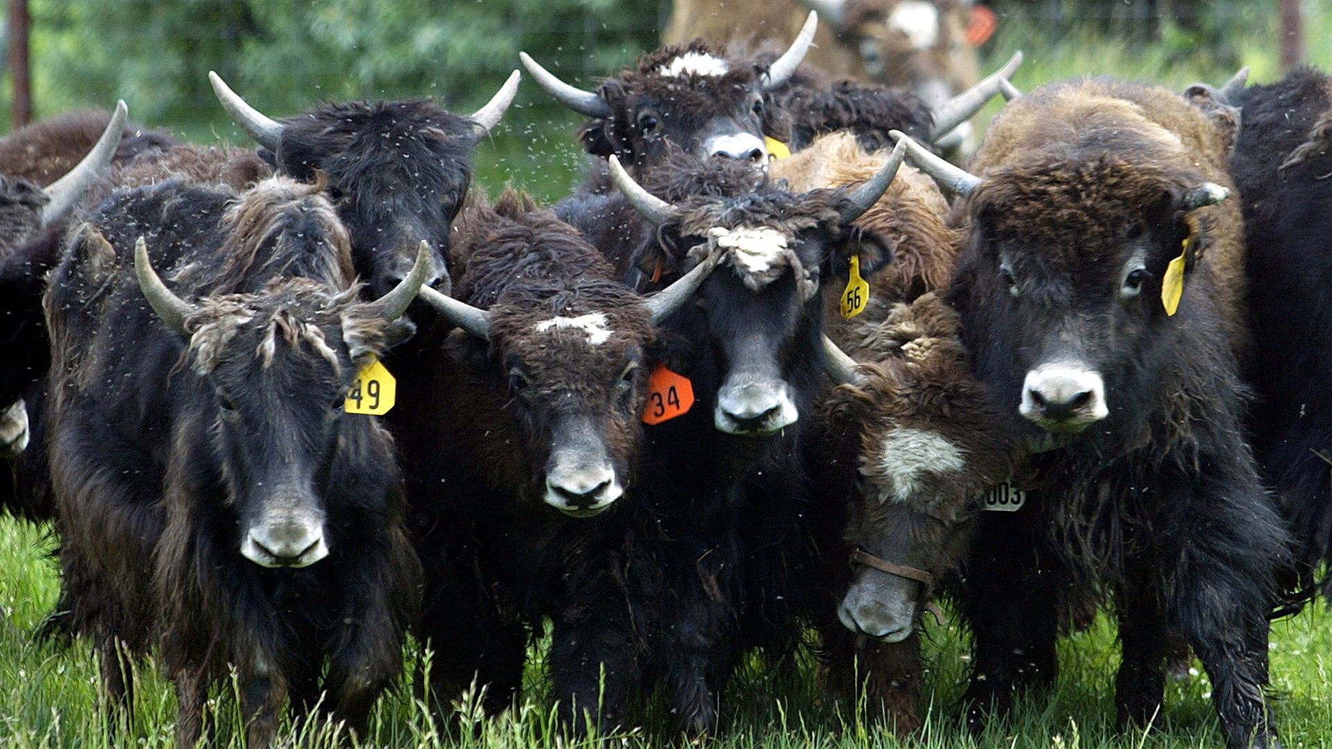 A herd of yaks