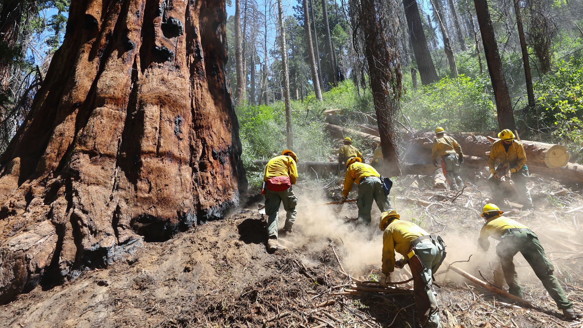 Photo of California firefighters digging around sequoia trees to try and prevent wildfires.