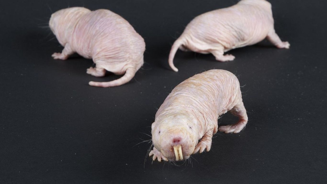 Naked molerats can survive without oxygen for 18 minutes