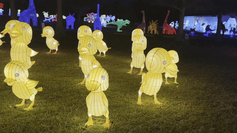 A camera pans across a few dozen lighted yellow duck figures.