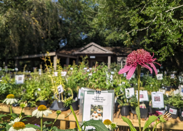 Fall Plant Sale
