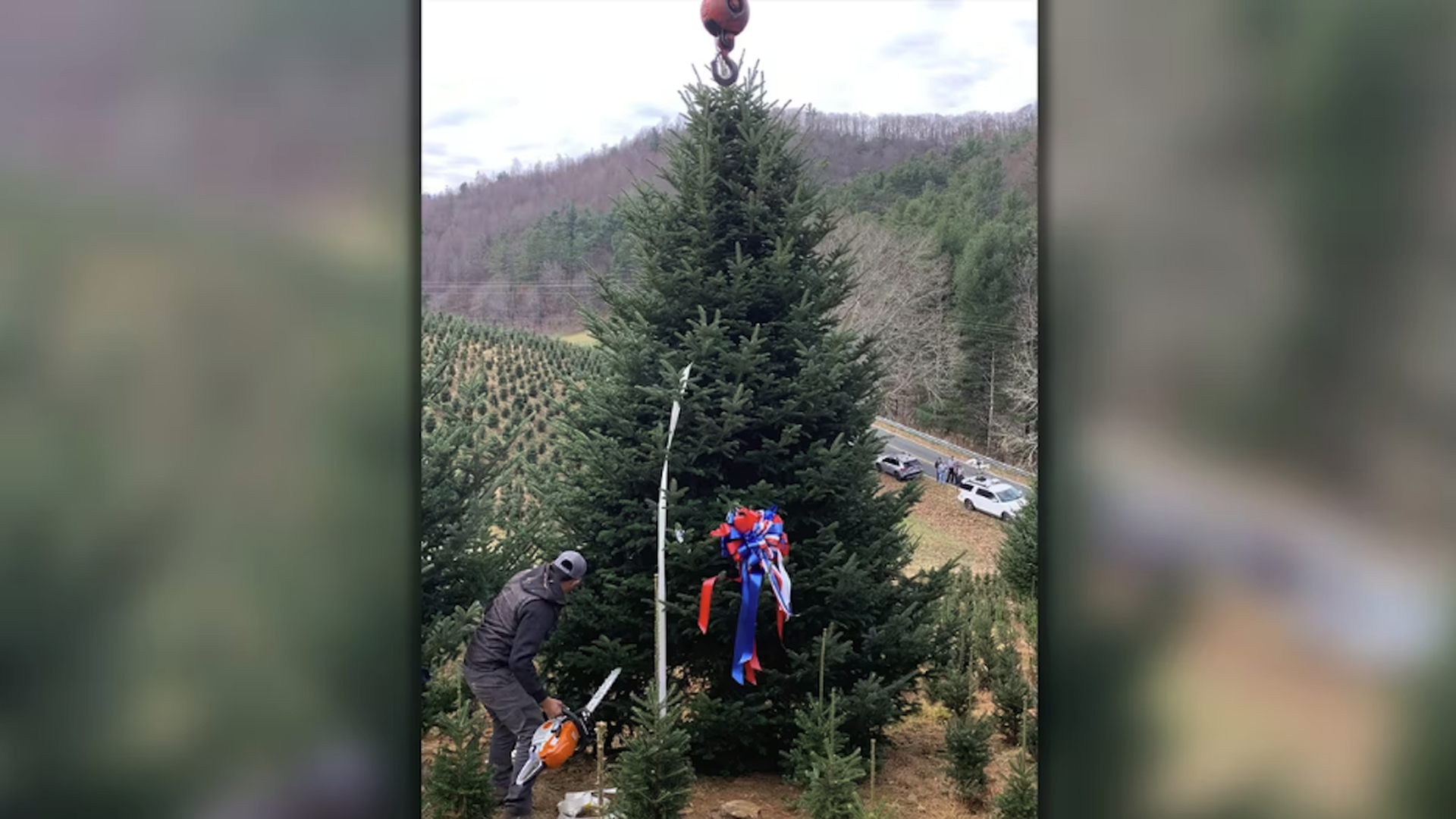 man cutting down christmas tree