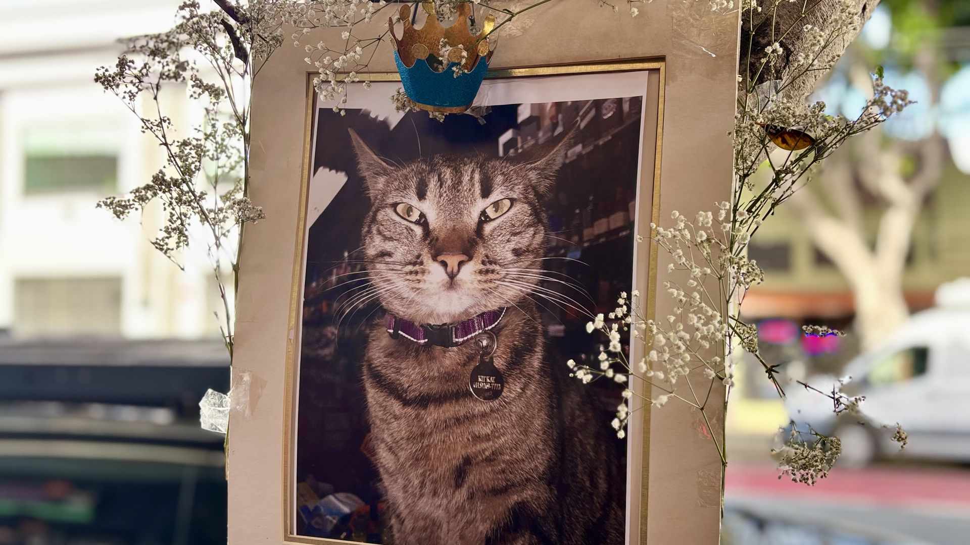 Mission residents have erected a memorial outside of Randa's Market where KitKat was run over by a Waymo. Photo: Nadia Lopez/Axios