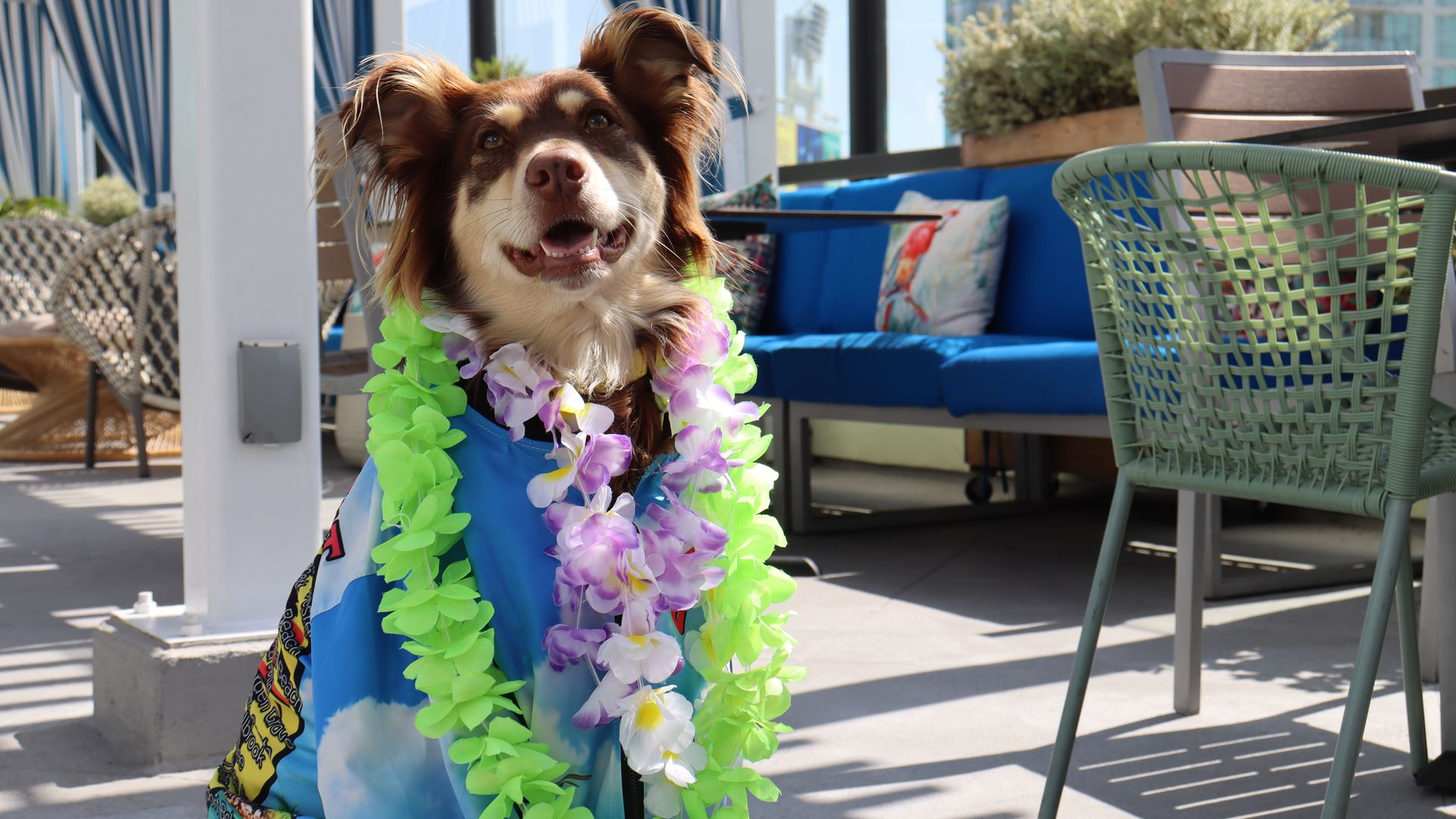 Happy brown and white dog wearing neon green and purple flower leis and a blue tropical shirt, on an outdoor patio with blue cushions and wicker chairs.