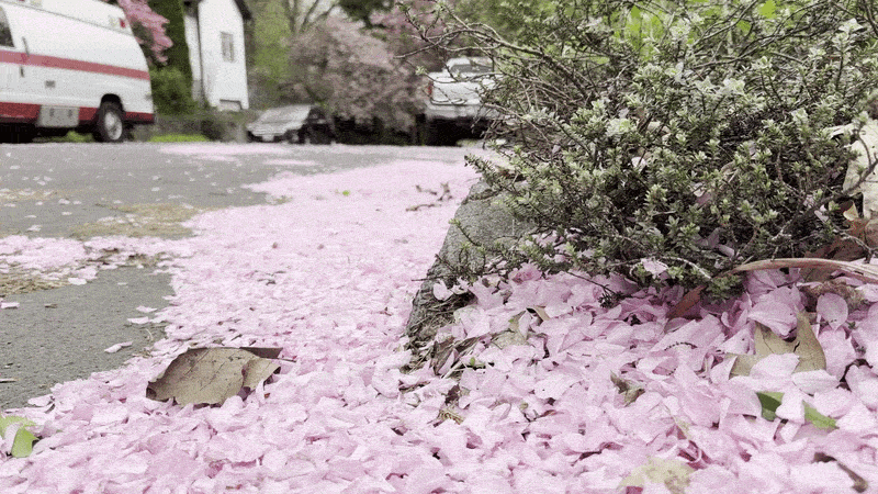 Animated gif shows pink flower petals blowing around next to a curb.
