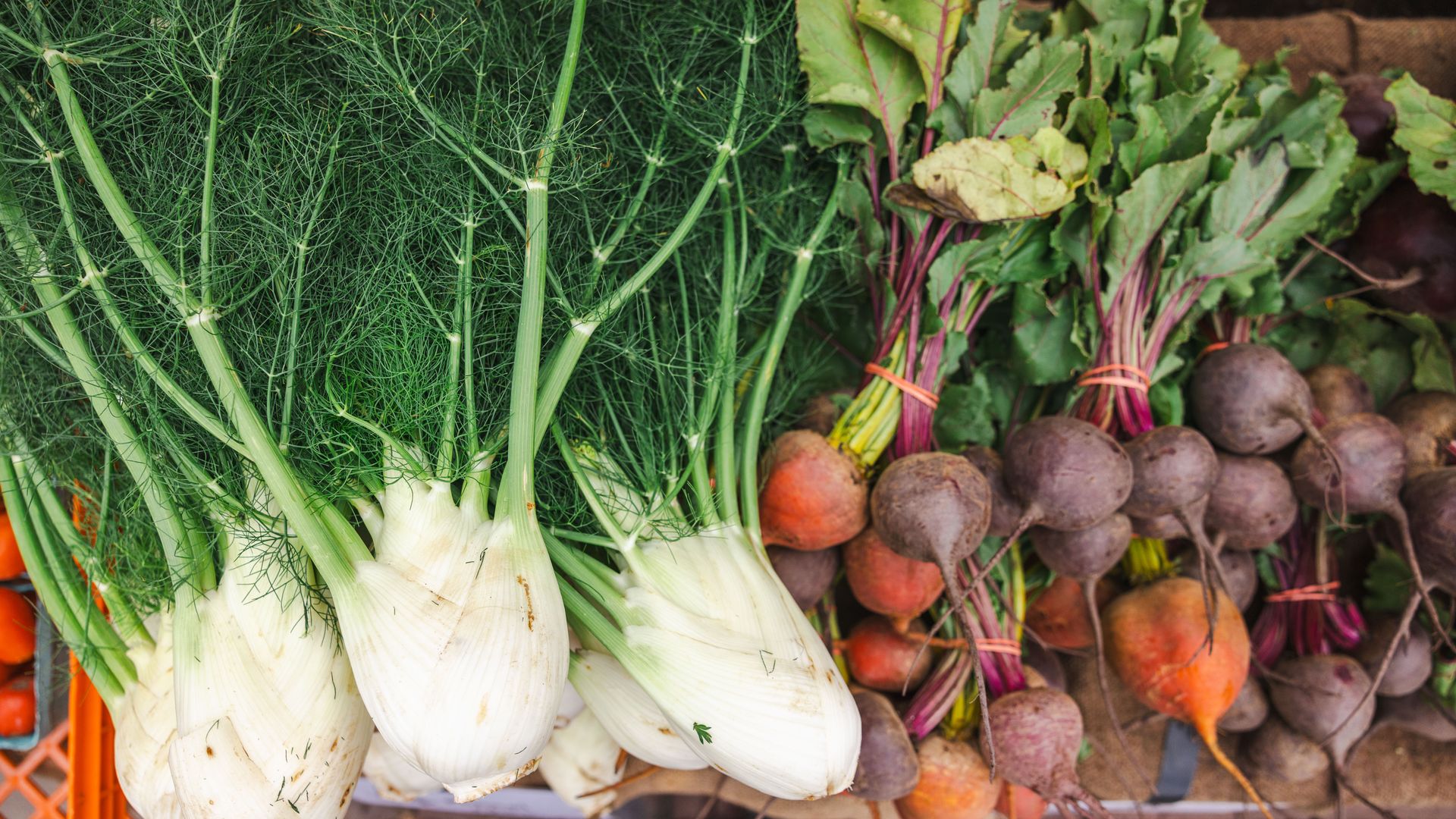 Rows of fresh fennel bulbs with feathery green fronds on the left, and bunches of beets with purple-red stems and green leaves on the right in a market display.