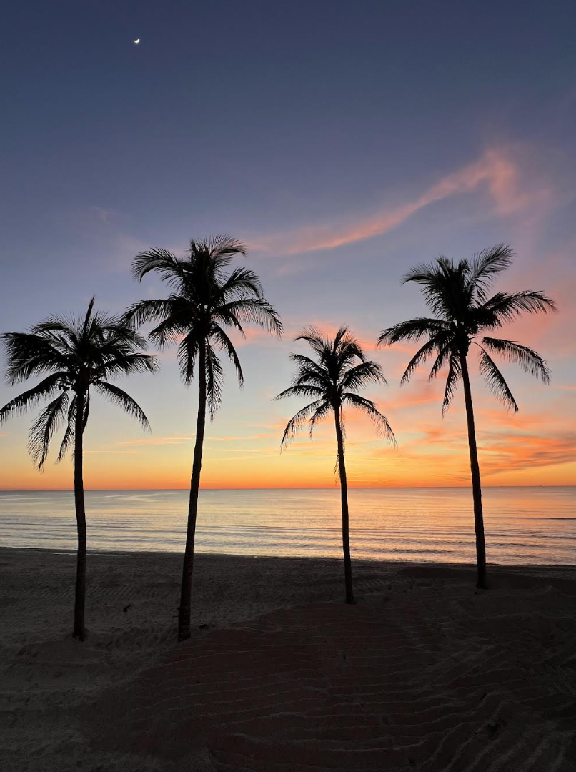 Sunset over palm trees