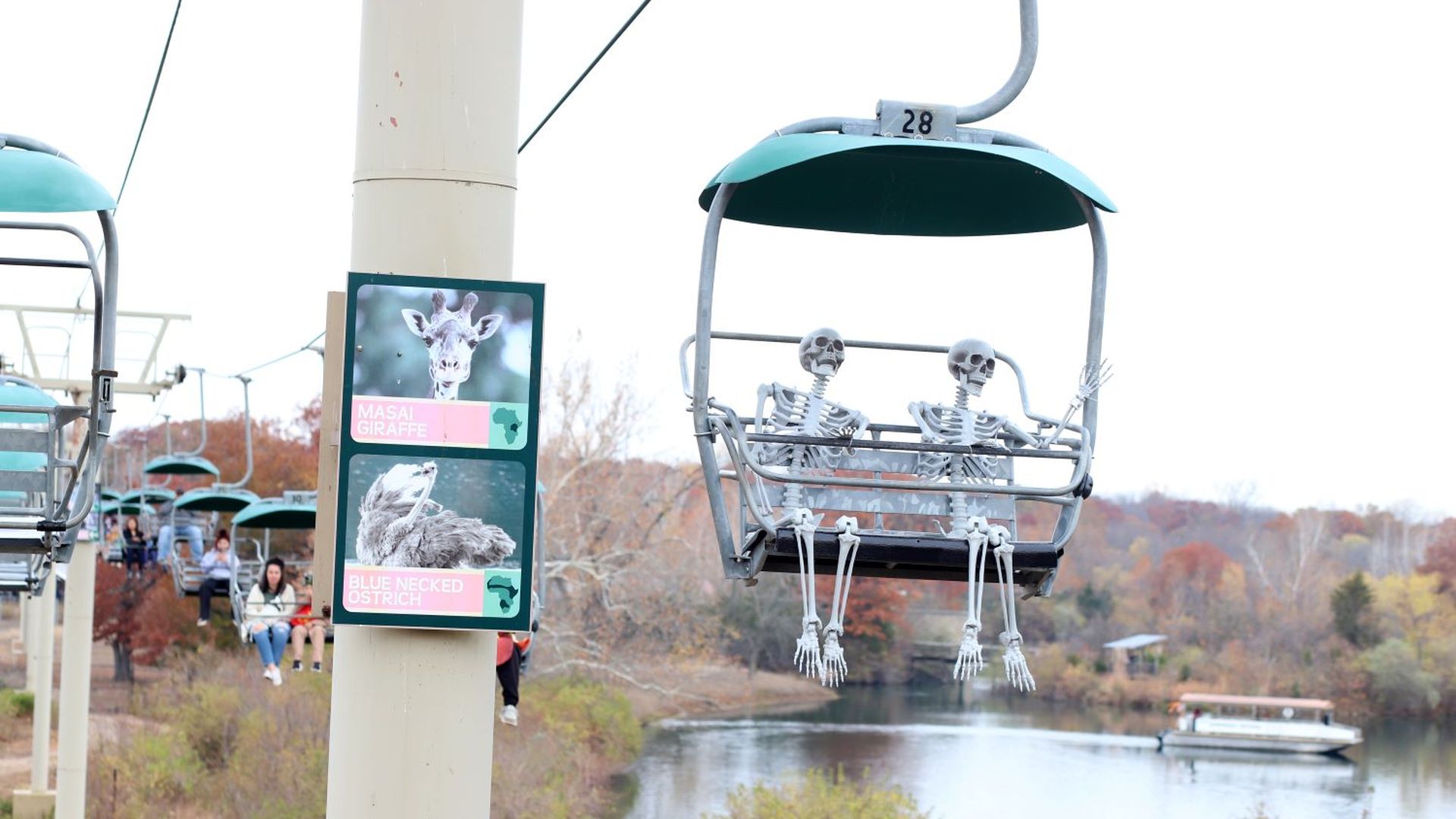 Two skeletons sit side by side on a green-roofed chairlift over a river with autumn trees; a pole displays photos of a Masai giraffe and a blue-necked ostrich nearby.