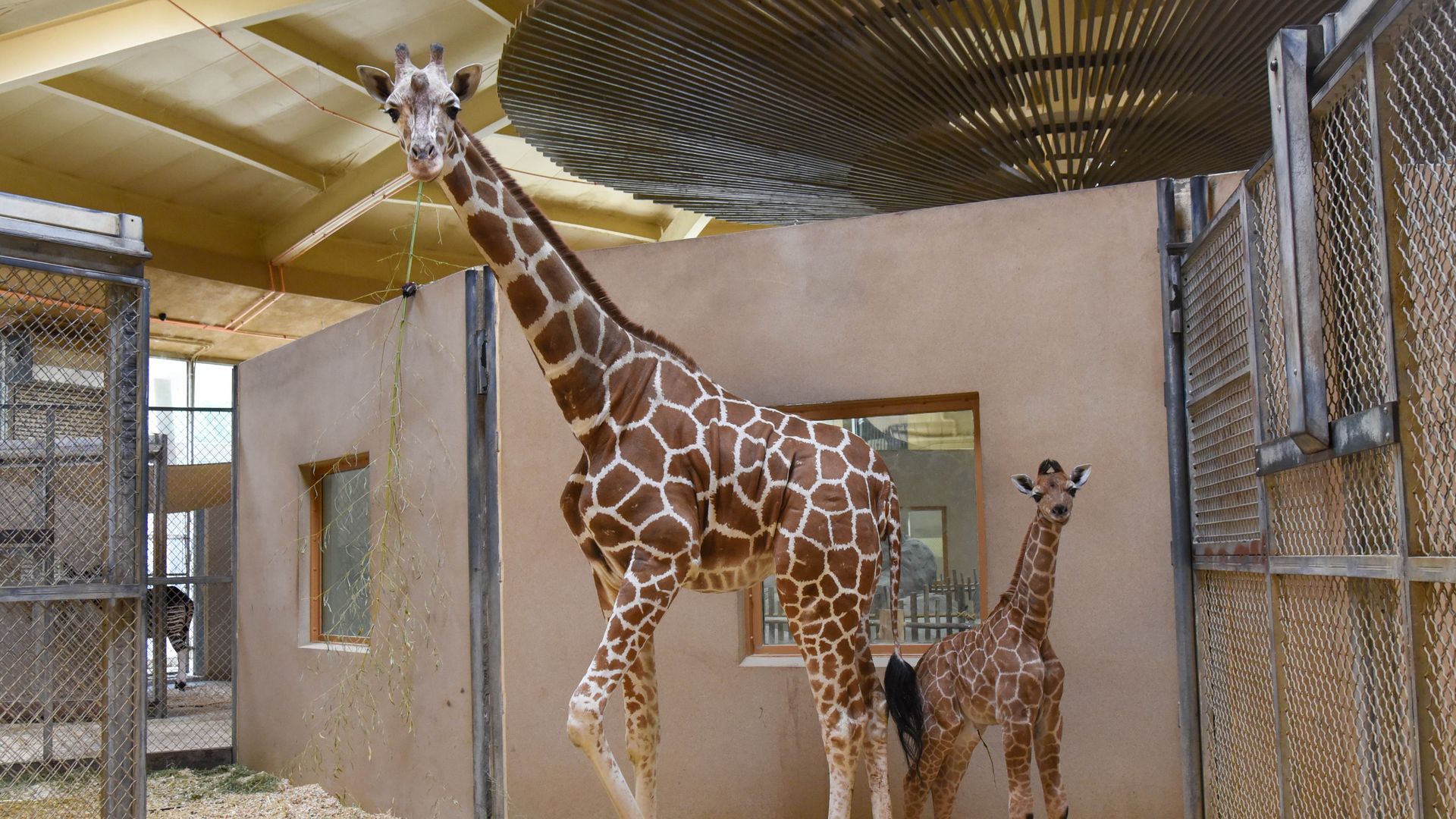 A photo of a parent giraffe standing with a baby giraffe in a zoo.