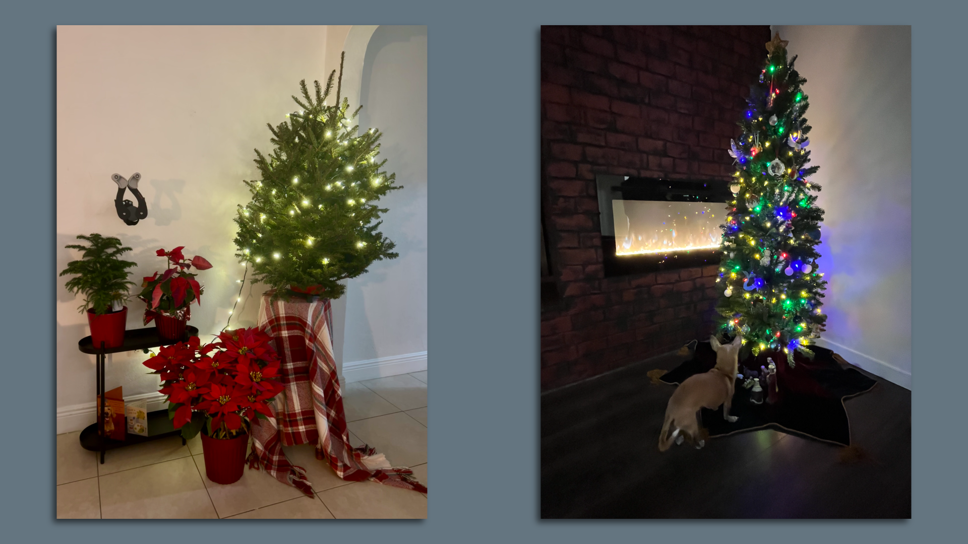 Two Christmas trees. 