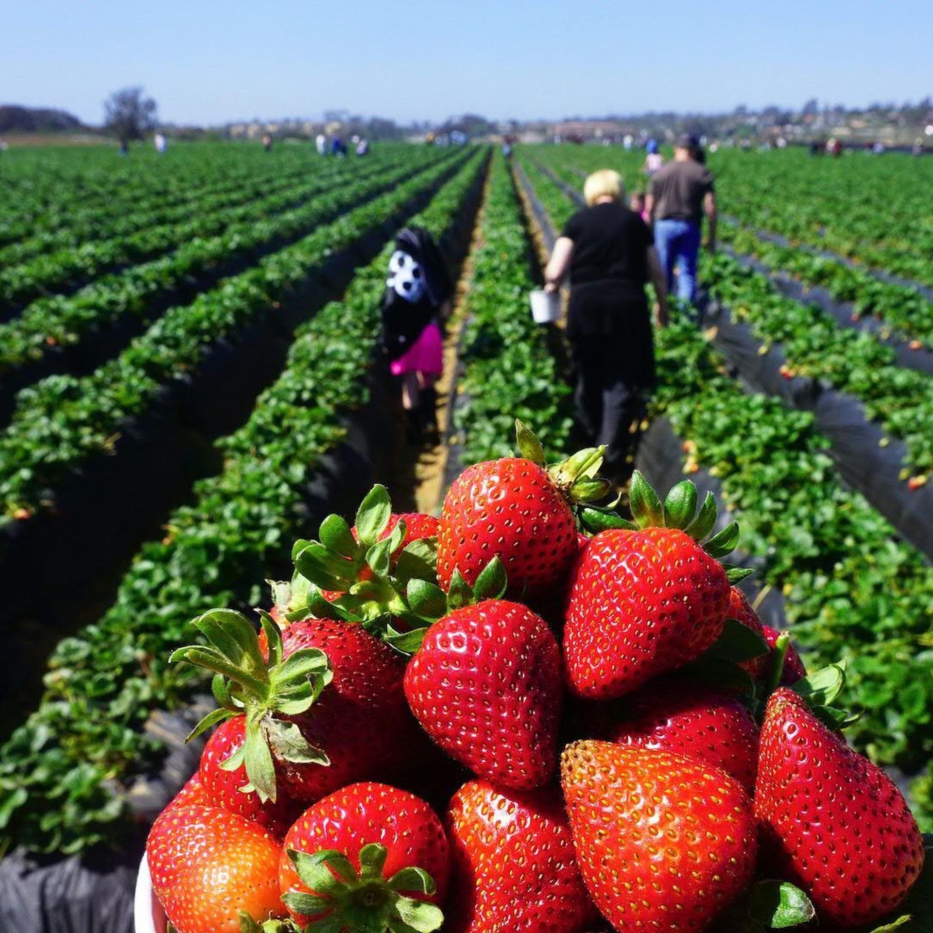 独特な店 Carlsbad open: Now Strawberry fields U-Pick Company's トップス