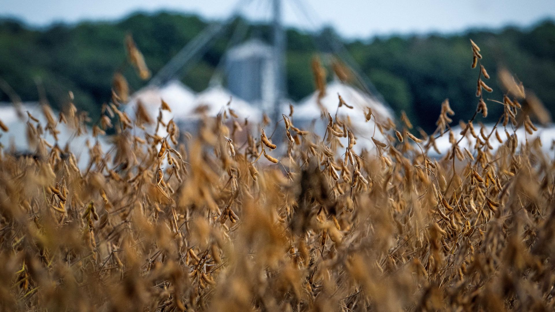 Dry brown soybean plants in the foreground with blurred metal grain silos and green trees in the background under a clear blue sky.