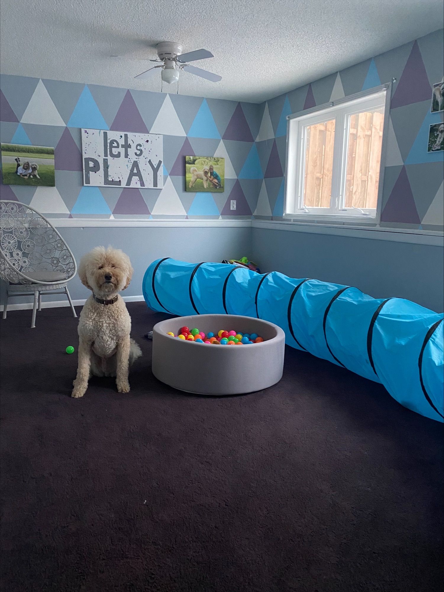 a goldendoodle sitting in a blue bedroom full of toys
