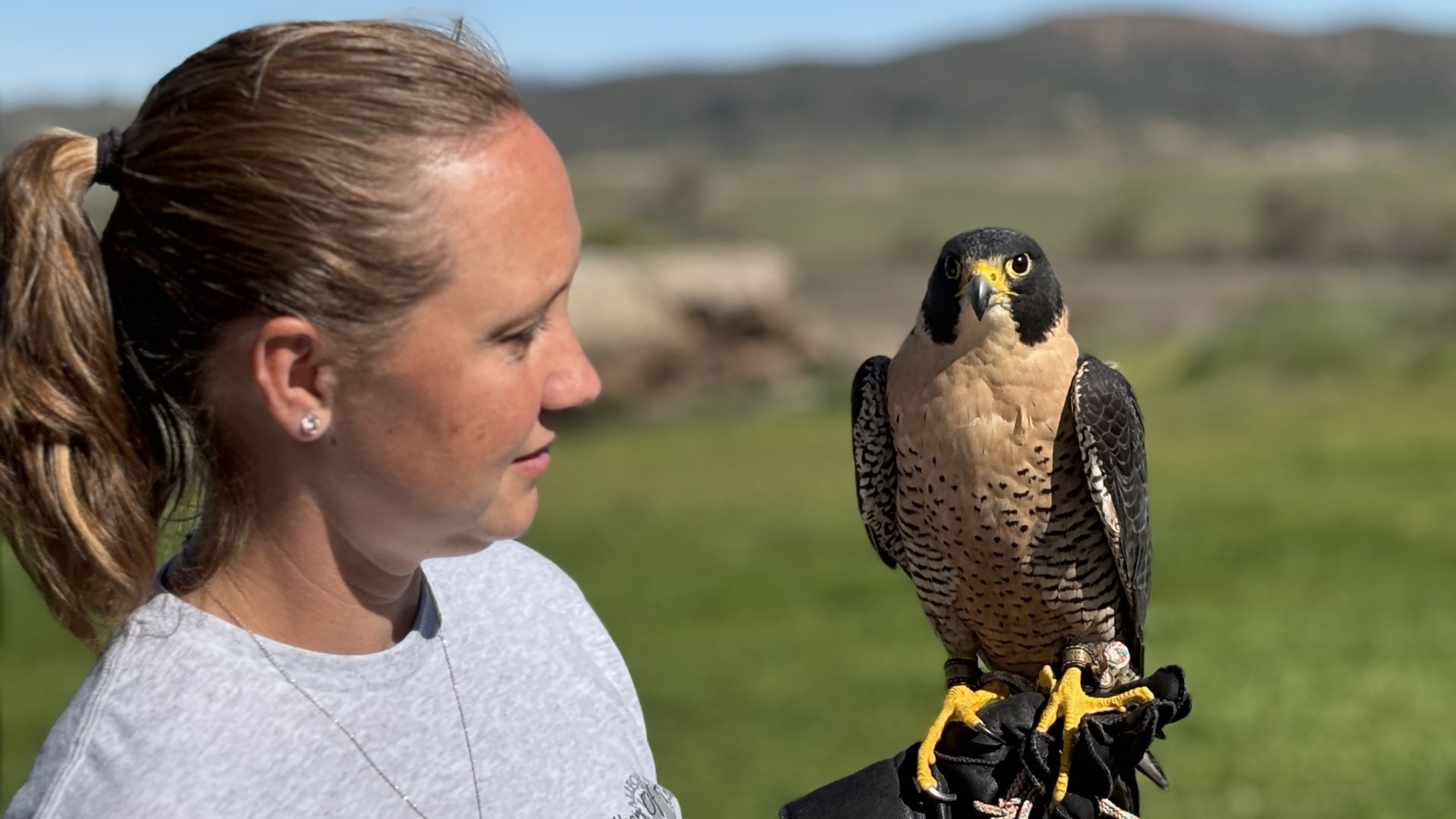 Side profile of a woman with a ponytail wearing a gray shirt and a glove, gazing at a perched falcon with a beige chest and black head. Outdoors in a green field with hills under a blue sky.