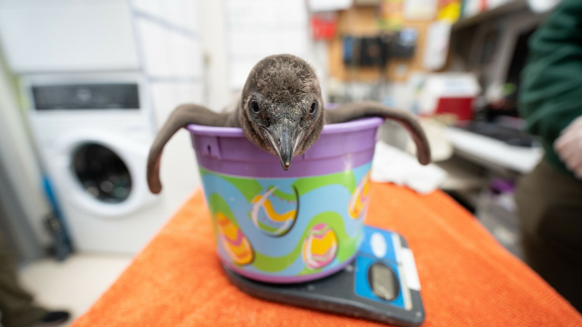 A baby Humboldt penguin was born at Woodland Park Zoo in Seattle. 