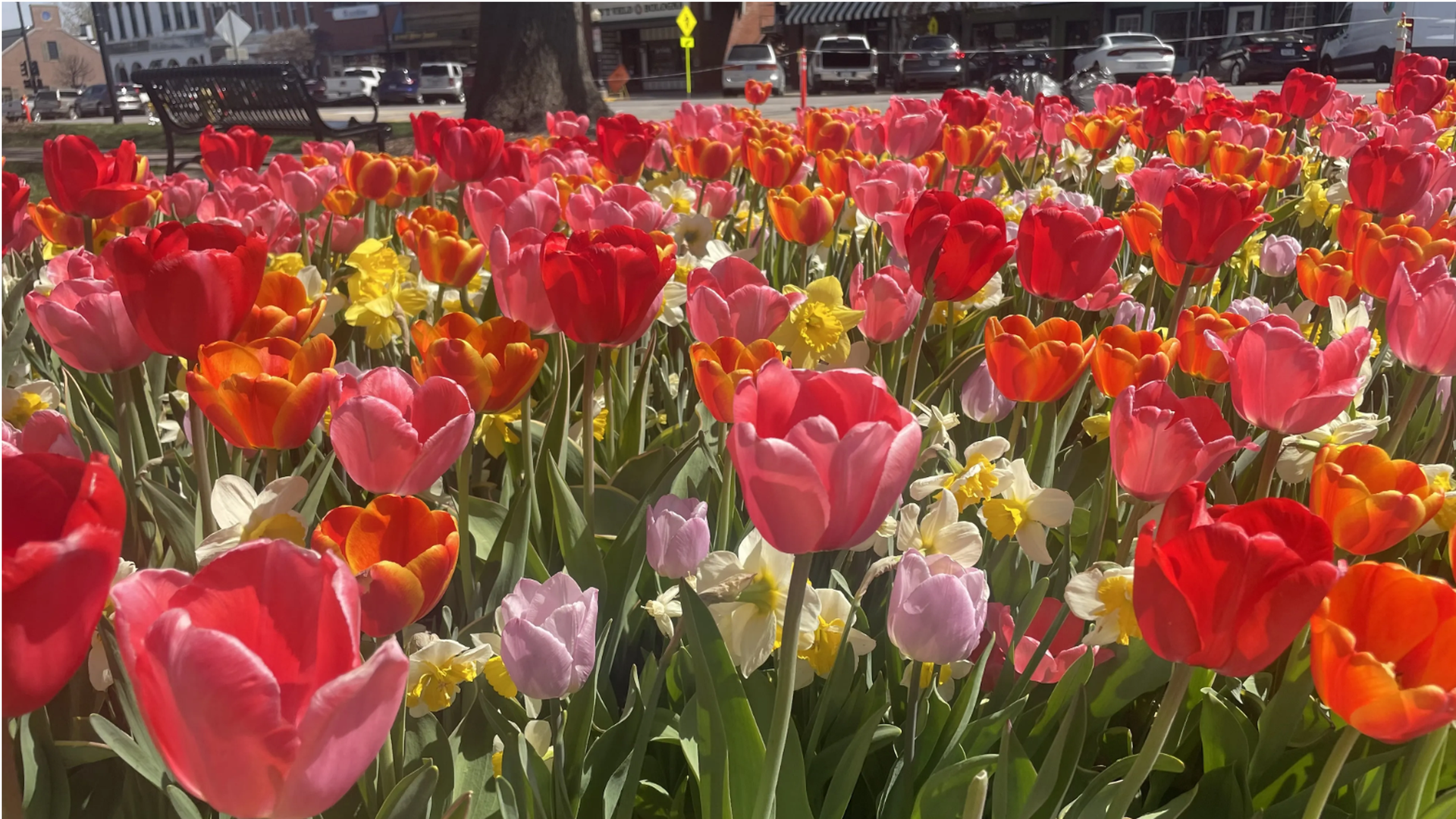 Multicolored tulips in downtown Pella