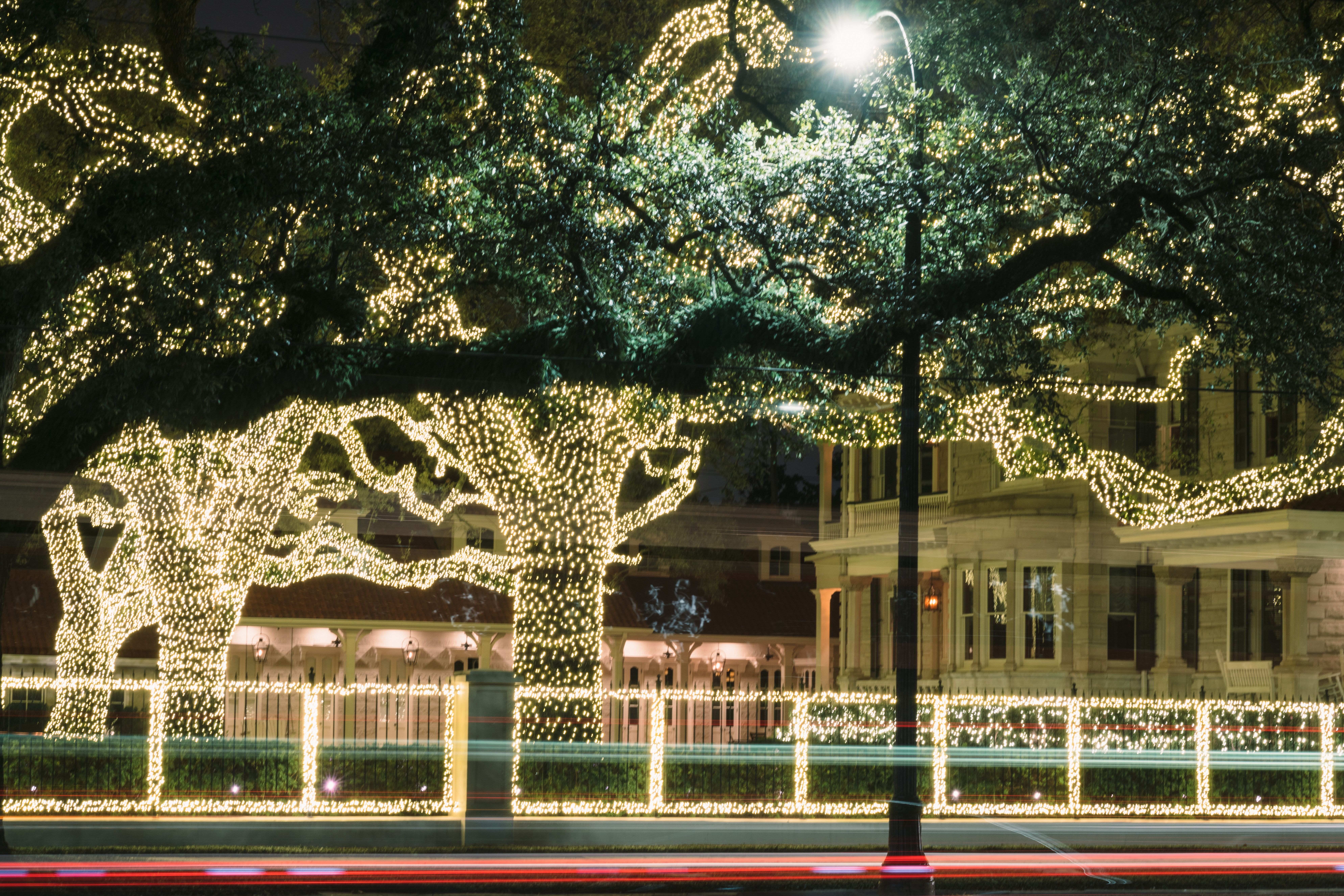 Photo shows Christmas lights on trees on St. Charles Avenue