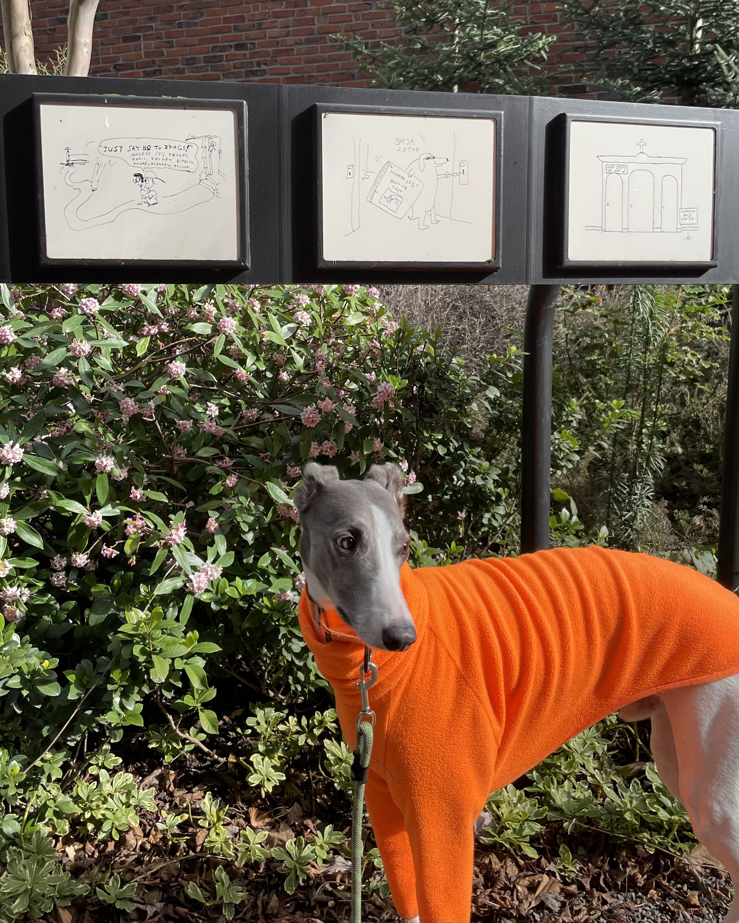 A greyhound dog wearing a bright orange sweater stands near green bushes with pink flowers. Above, three black-and-white framed sketches are displayed on a black stand.