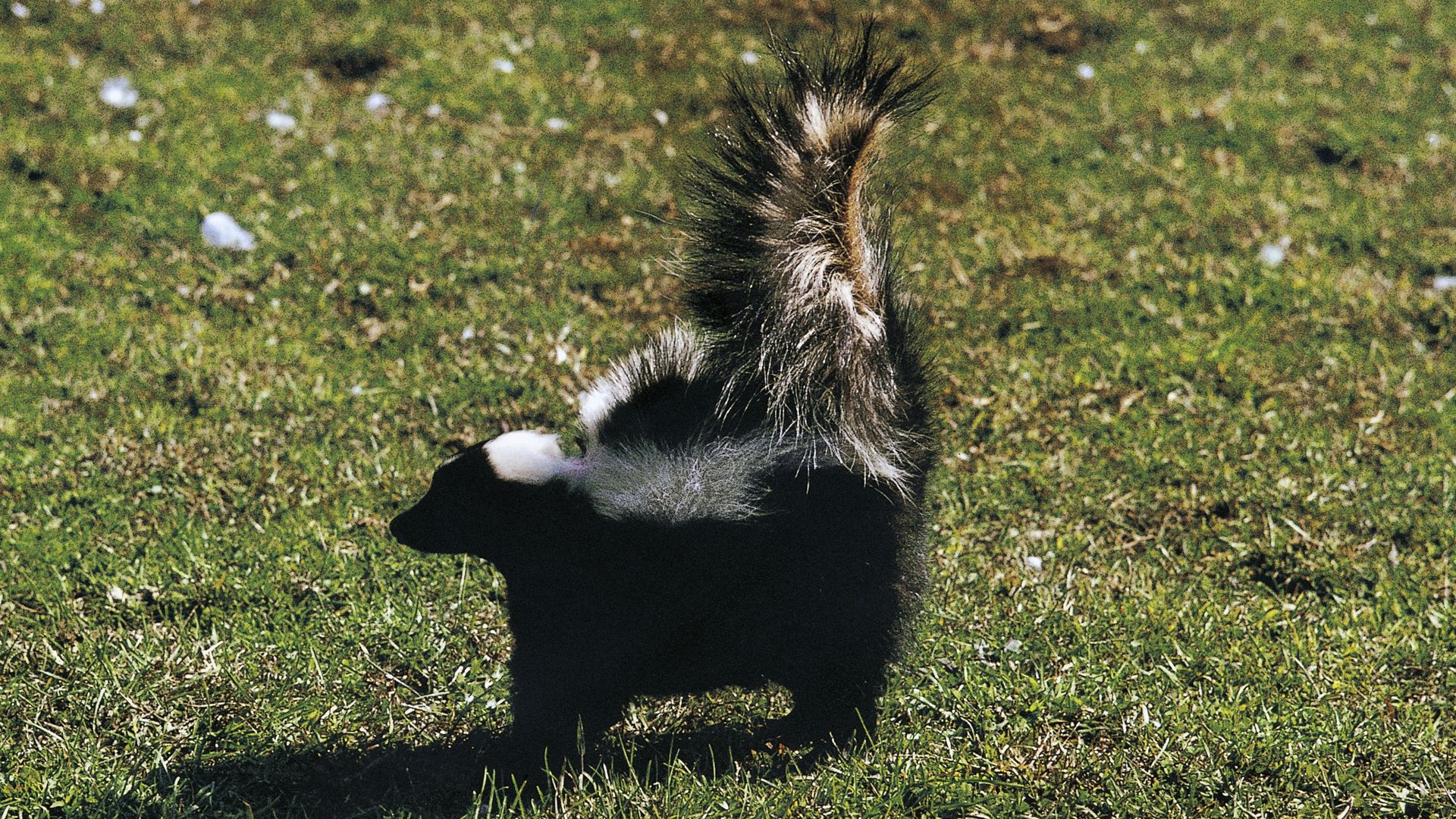 A skunk is photographed with his tail raised and standing at attention in a grassy area.