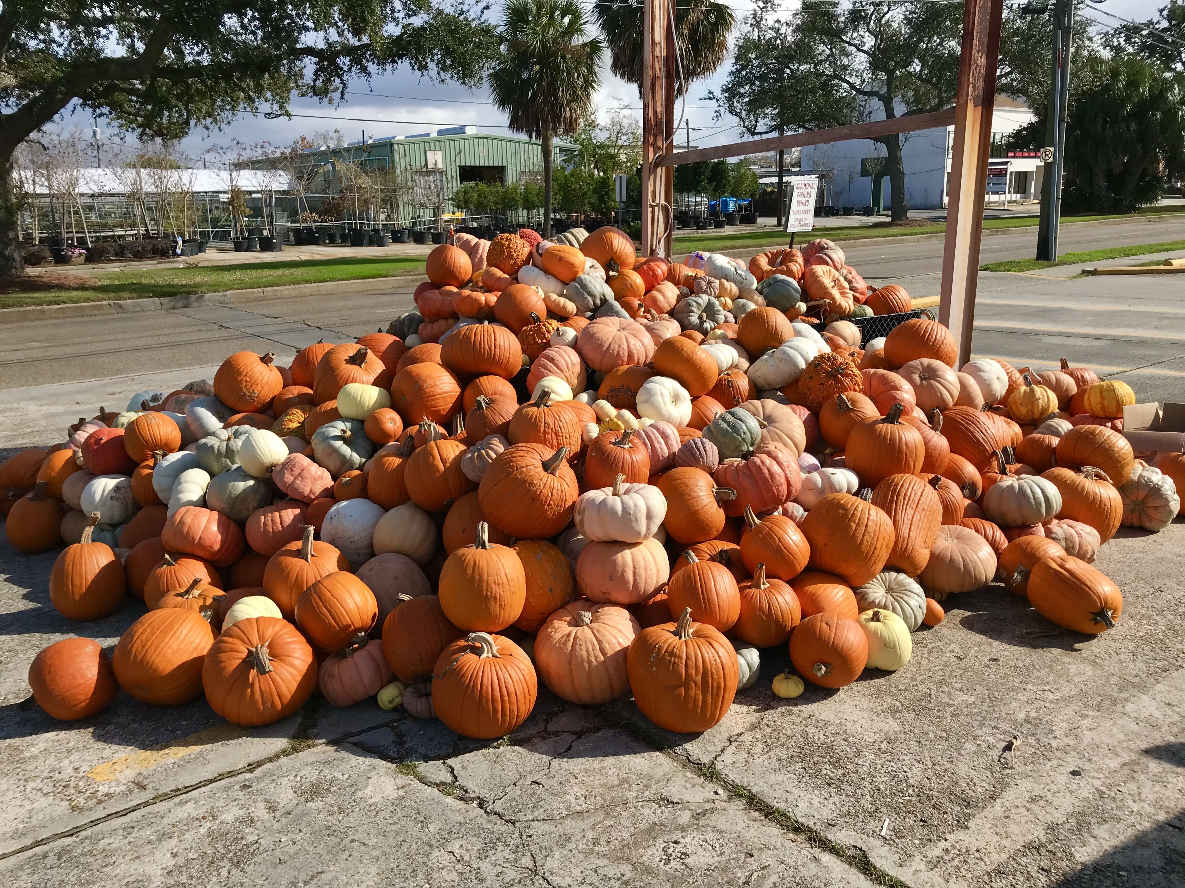 Photo shows a pile of pumpkins in the parking lot