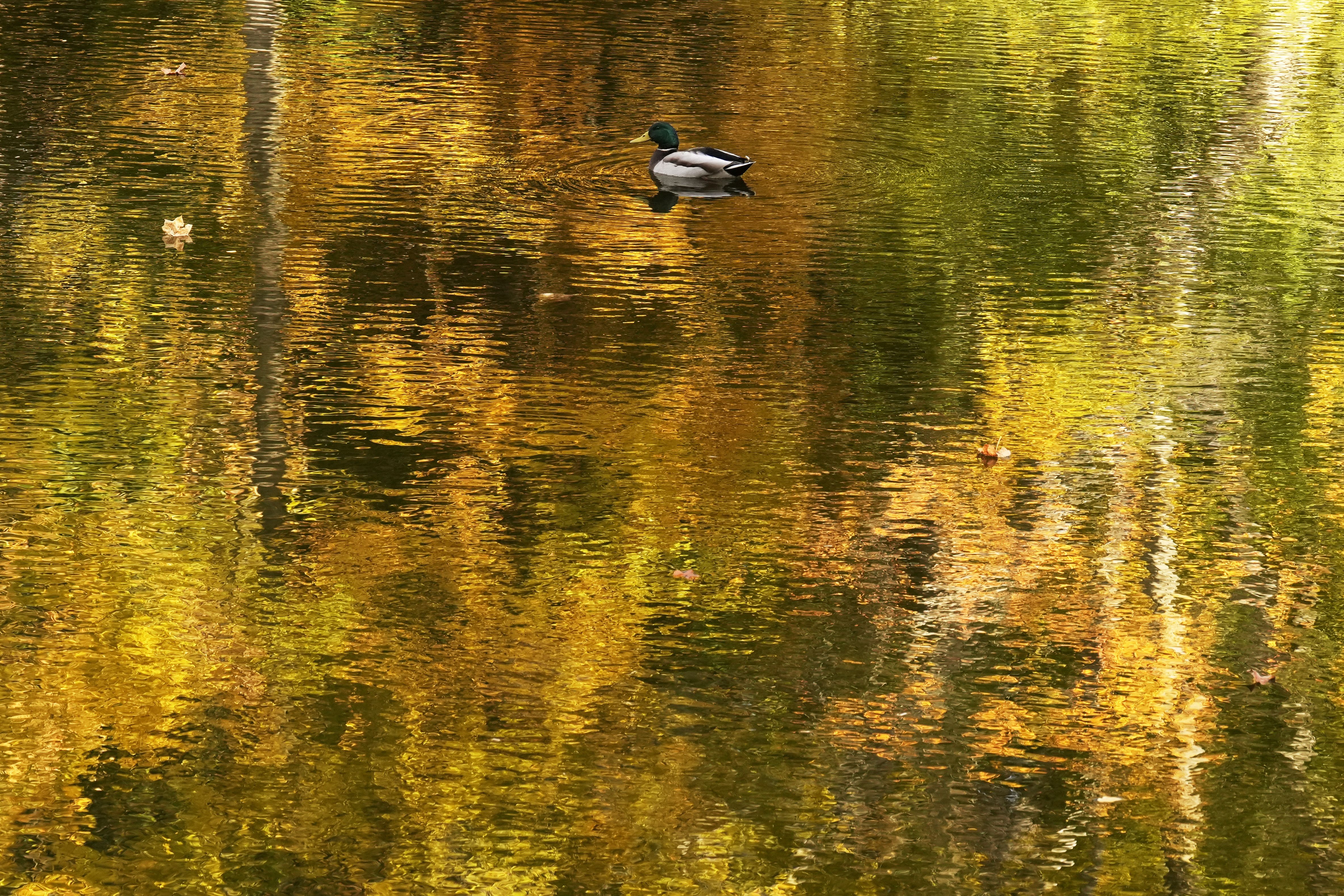Duck in a pond with reflections of fall foliage