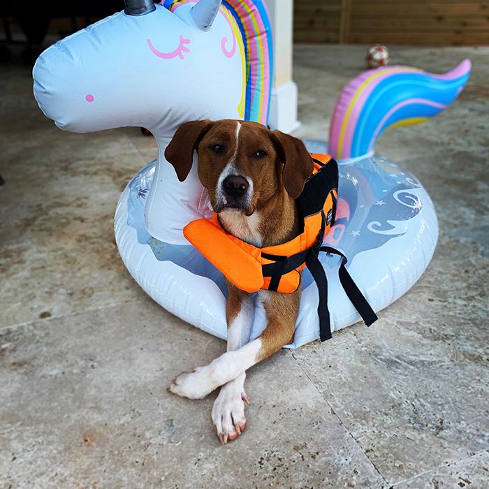 pandemic pet, Charlotte Humane Society, CMPD Animal Care & Control, AC&C pandemic puppy