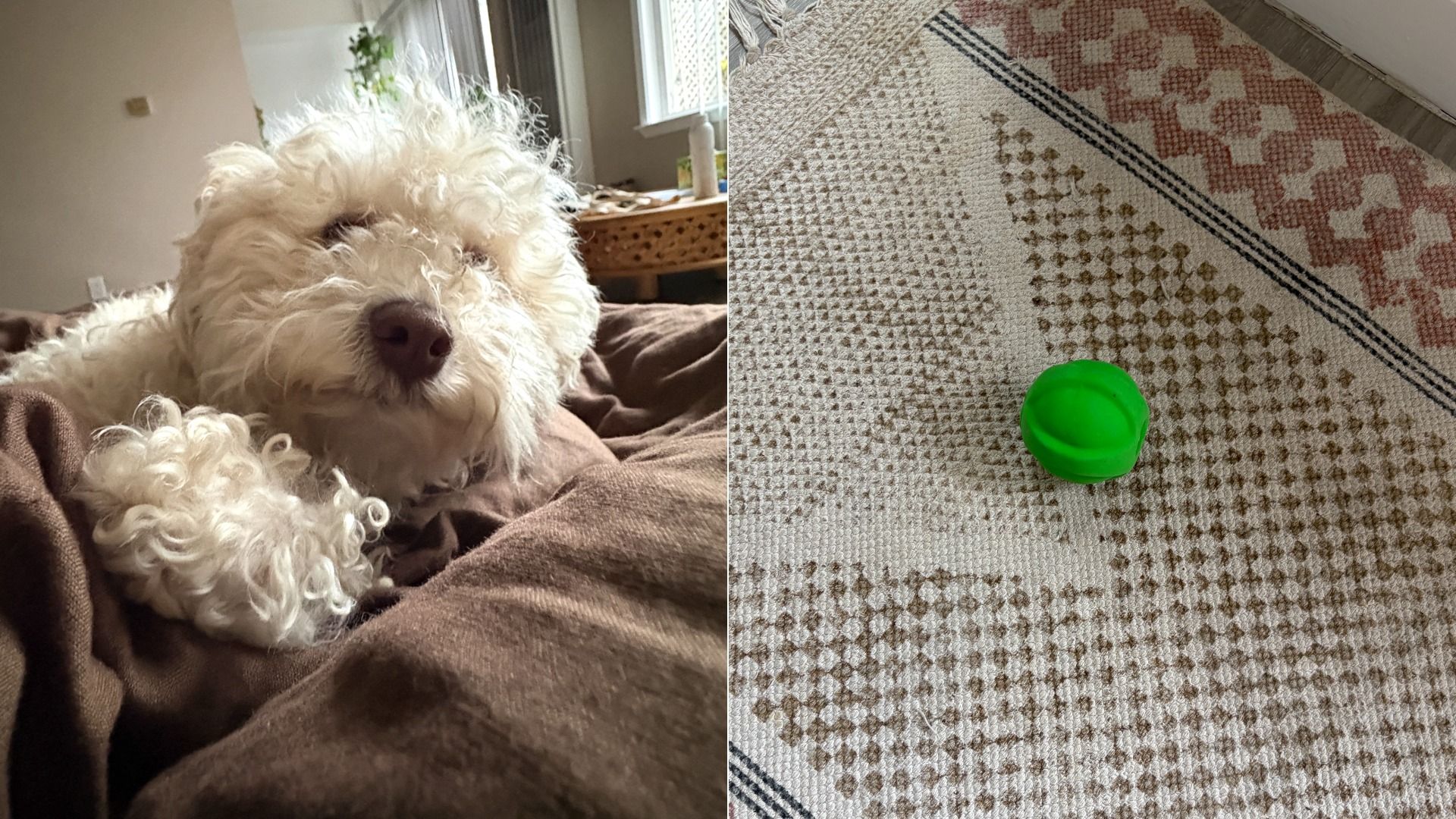 Split image: left shows a fluffy white dog with curly fur resting on brown blankets indoors by a window; right shows a bright green round toy on a beige patterned rug.