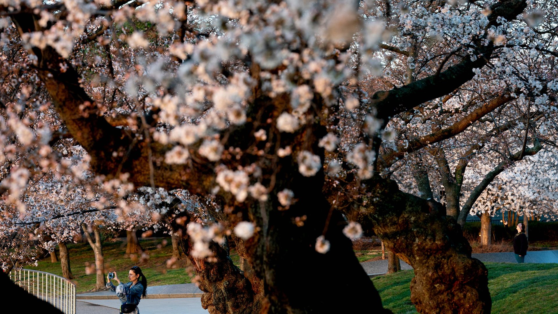 A jogger is seen snapping photos of Washington's cherry blossoms on Saturday.