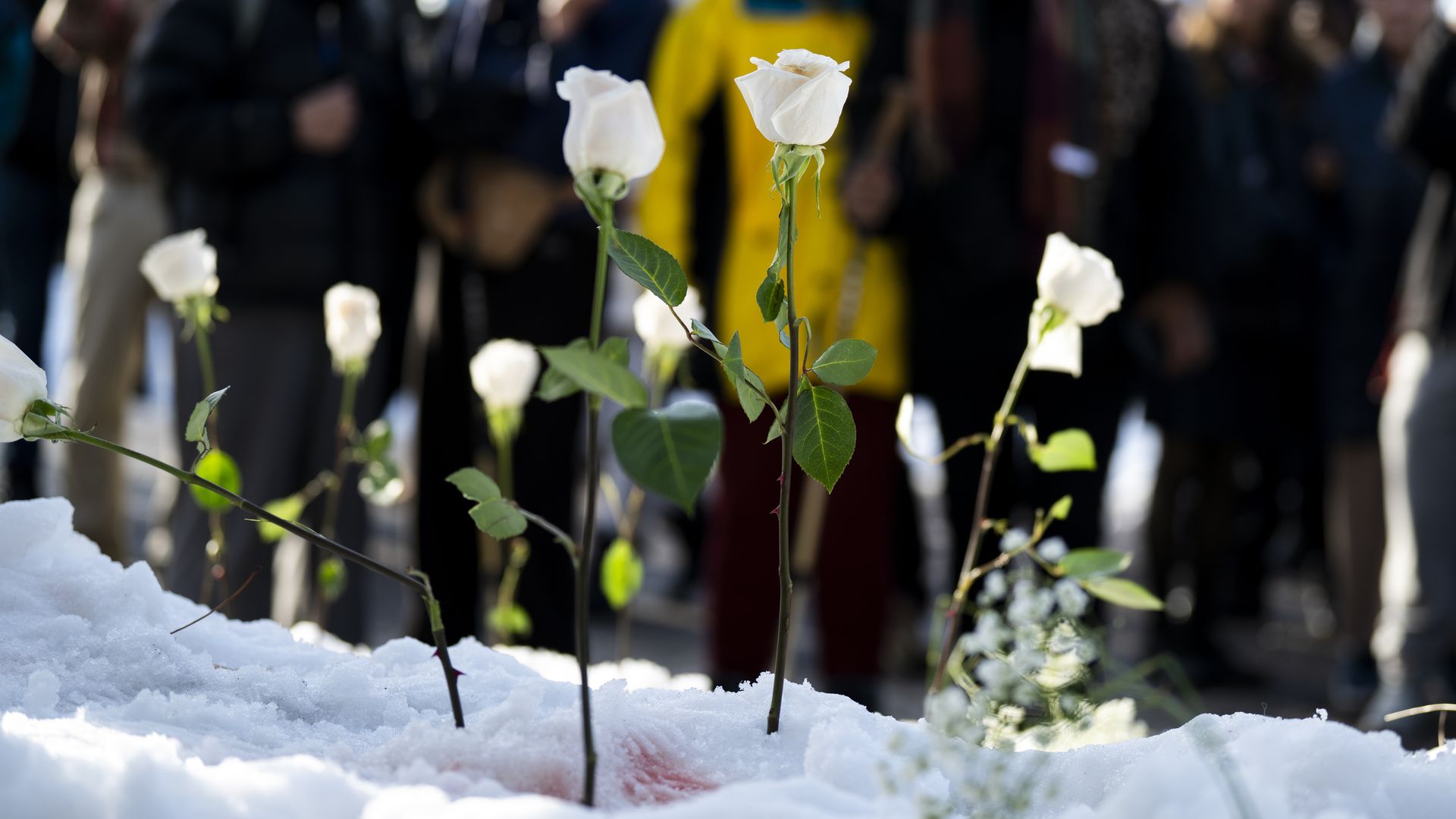 White roses in the snow 