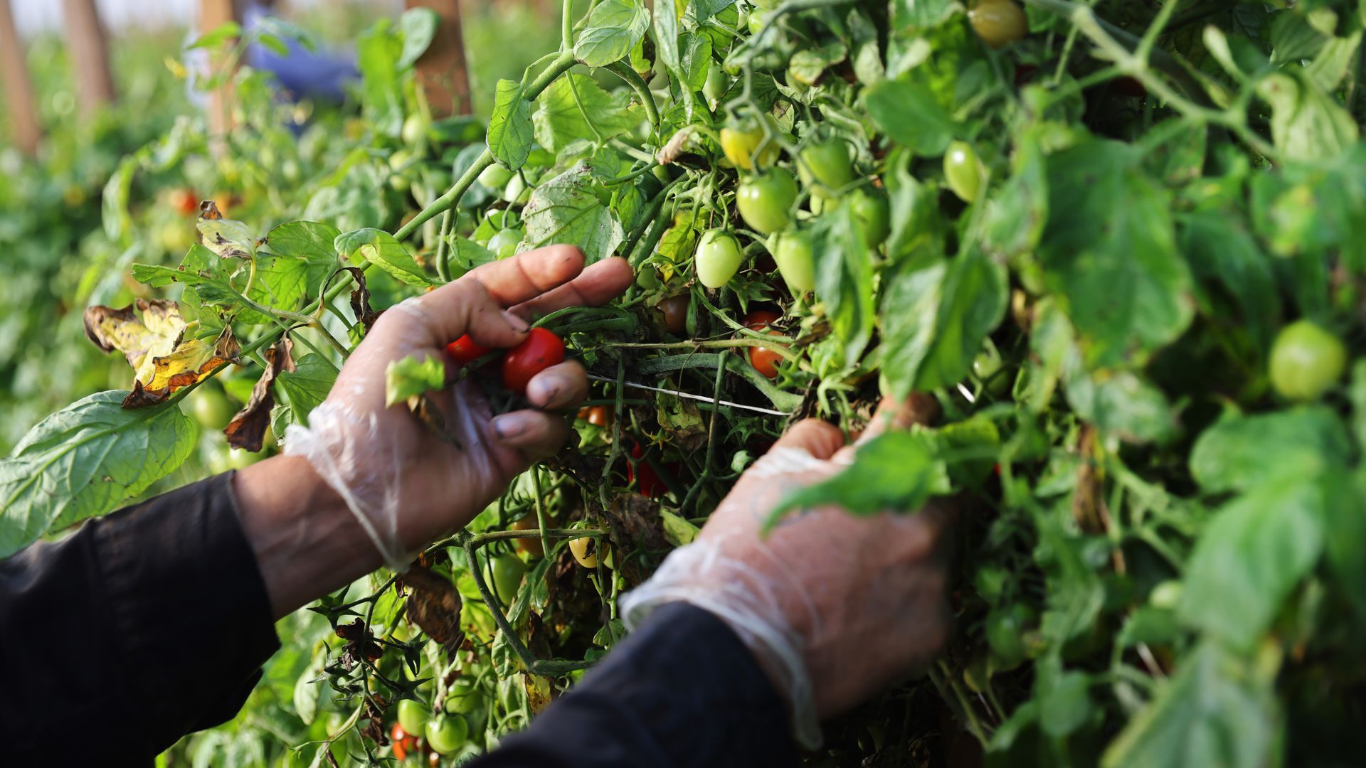 A worker's hands picking tomatoes at a farm.