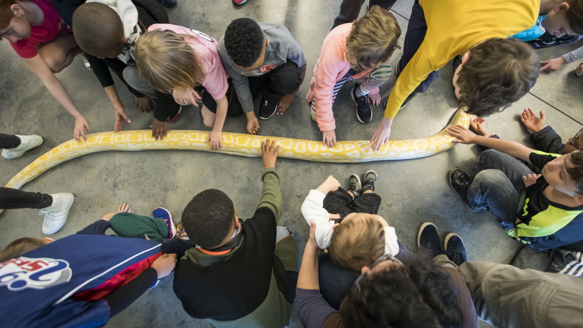 Children and adults gathered in a circle, touching and observing a long yellow and white snake on a gray floor.