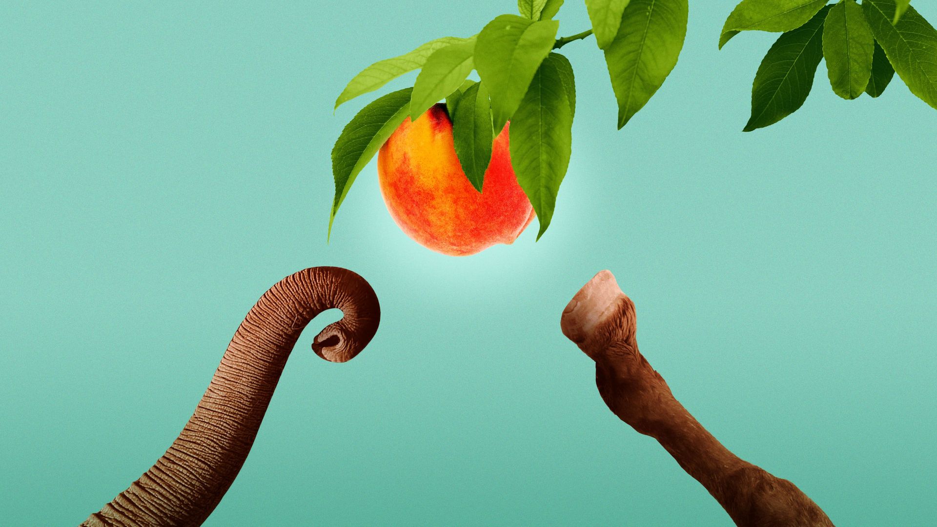 Illustration of an elephant trunk and a donkey hoof reaching for a peach.