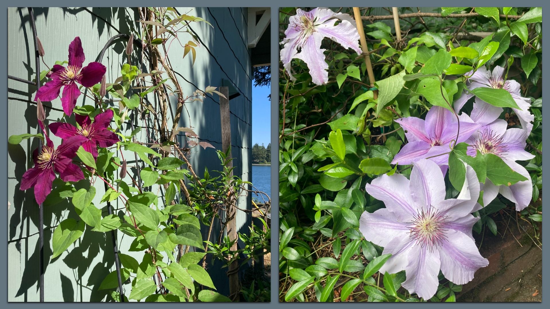 Side by side photos of a deep purple and light lilac clematis. 